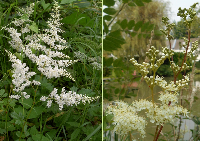3_astilbe_moerasspirea