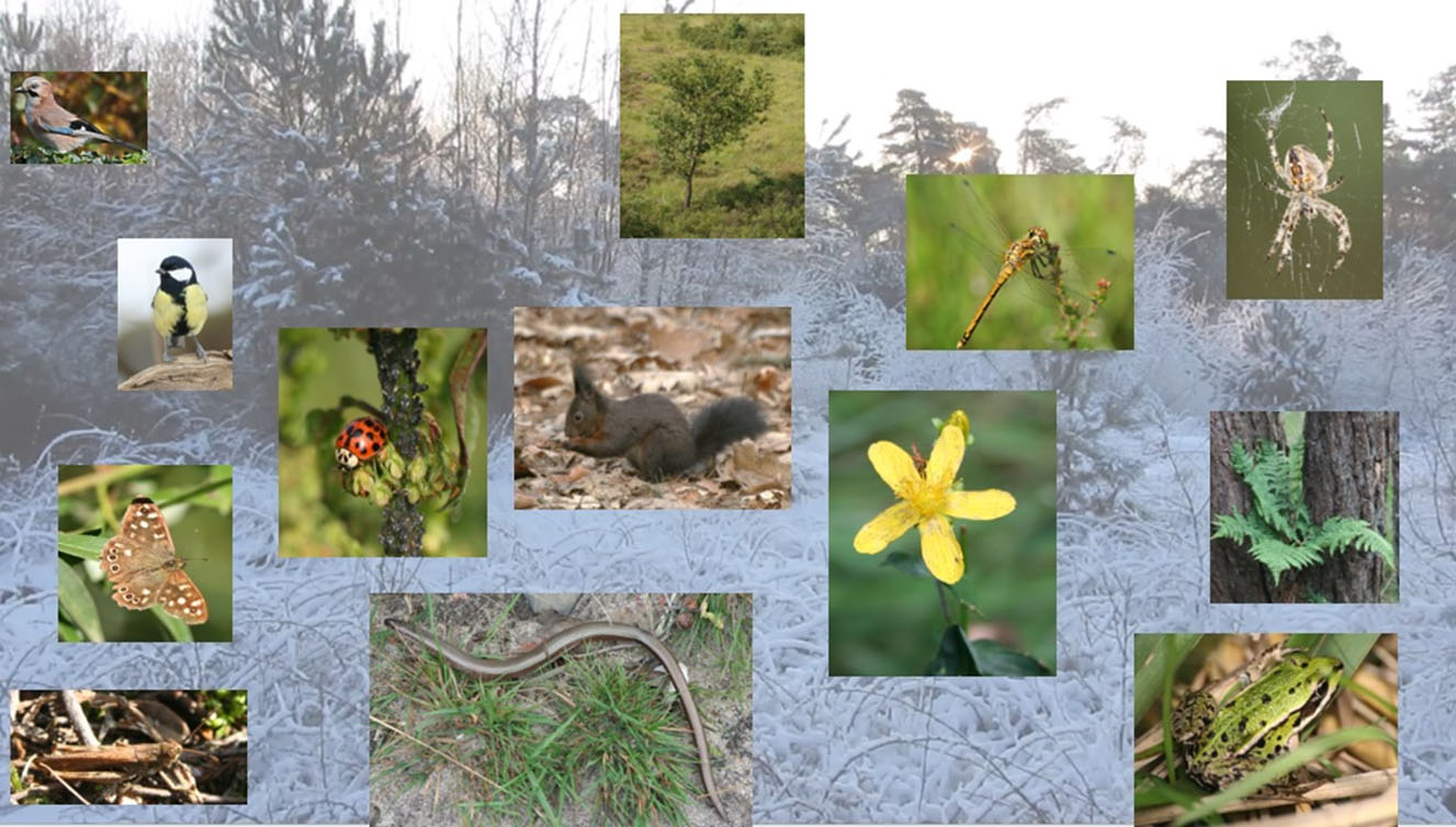 Lezing over onkruid en biodiversiteit