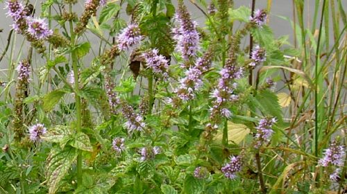 Wat groeit of leeft daar in Nieuwegein