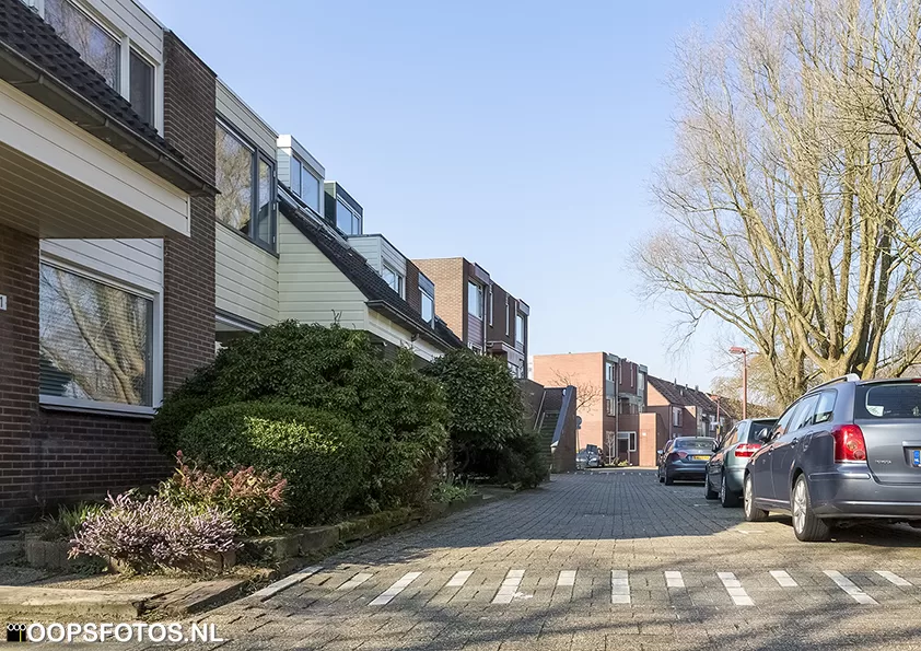 Goudpluviersingel