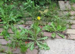 Onkruid? Deze lezing in Nieuwegein laat zien dat het heel anders zit