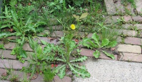 Onkruid? Deze lezing in Nieuwegein laat zien dat het heel anders zit