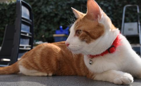 Vermiste en gevonden dieren week 31
