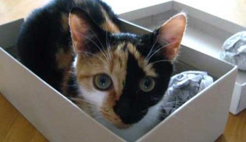 Vermiste en gevonden dieren week 9