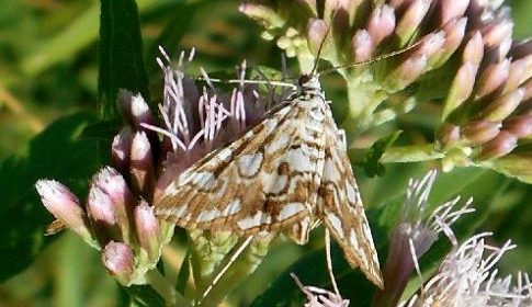 ‘Wat groeit of leeft daar in Nieuwegein’