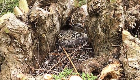 Onderhoud populieren en knotbomen