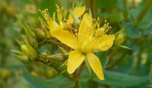 ‘Wat groeit of leeft daar in Nieuwegein’