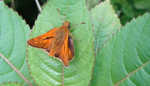 Insectenexcursie voor jong en oud in Hei- en Boeicop