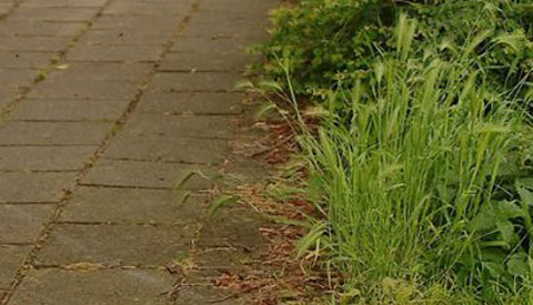 Inwoners van Nieuwegein ergeren zich het meest aan het slechte onderhoud van de groenvoorziening