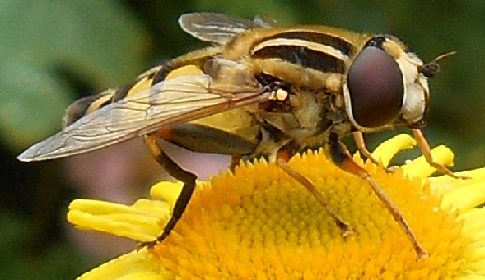 ‘Wat groeit of leeft daar in Nieuwegein’