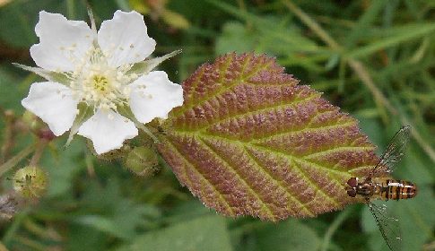 ‘Wat groeit of leeft daar in Nieuwegein’