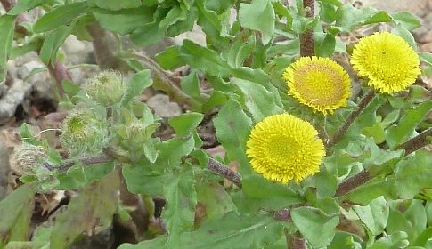 ‘Wat groeit of leeft daar in Nieuwegein’