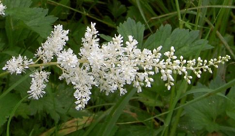 ‘Wat groeit of leeft daar in Nieuwegein’