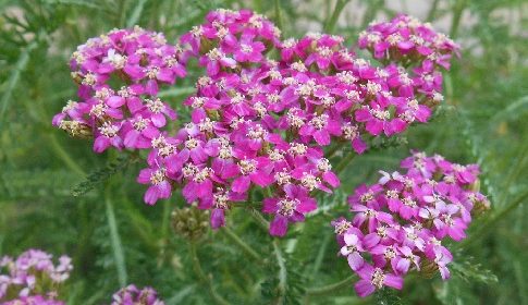 ‘Wat groeit of leeft daar in Nieuwegein’