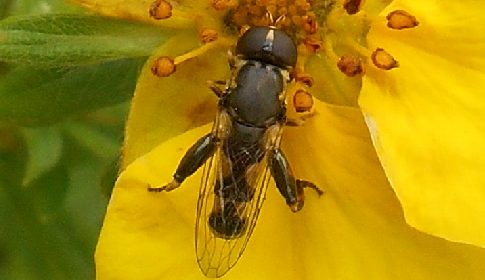 ‘Wat groeit of leeft daar in Nieuwegein’