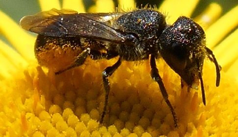 ‘Wat groeit of leeft daar in Nieuwegein’