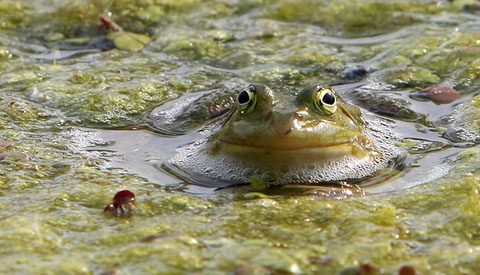 Kikkerpoel in Park Oudegein
