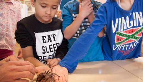 Spinnen bezoek op de Prinses Margrietschool