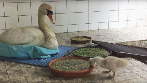 Nieuwegein betaalt mee aan de vogelopvang als die naar Nieuwegein komt
