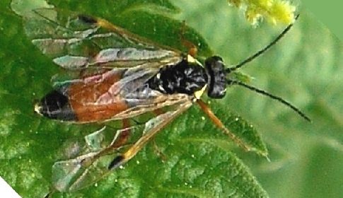 ‘Wat groeit of leeft daar in Nieuwegein’