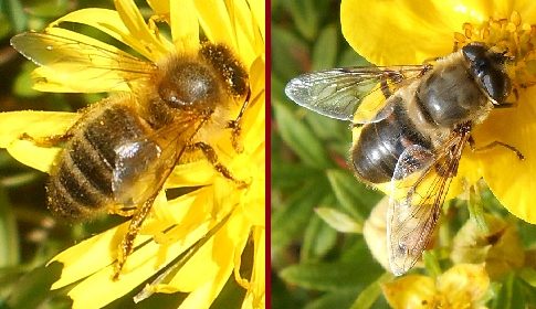‘Wat groeit of leeft daar in Nieuwegein’