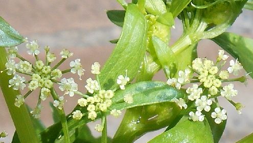 ‘Wat groeit of leeft daar in Nieuwegein’