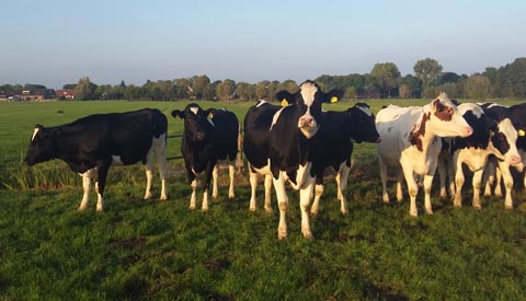 Rijne Energie wil samen schone energie opwekken in Rijnenburg