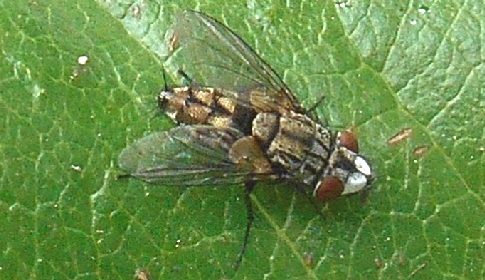 ‘Wat groeit of leeft daar in Nieuwegein’