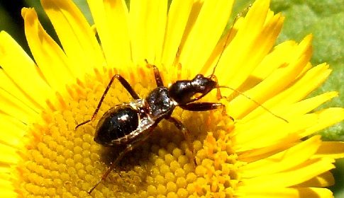 ‘Wat groeit of leeft daar in Nieuwegein’