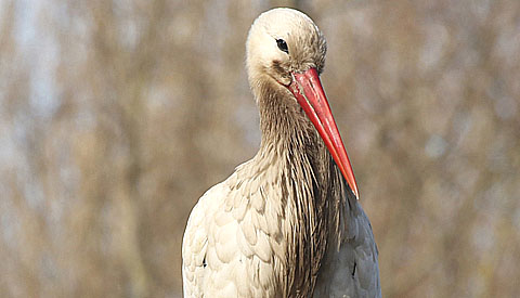 Ooievaar in Galecop weer terug op zijn nest