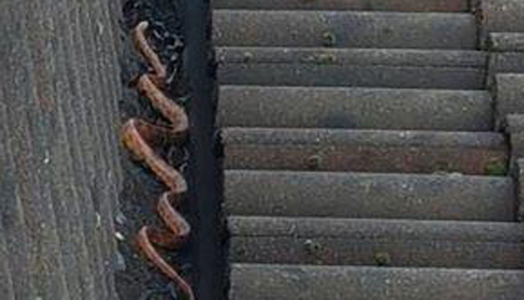 Ontsnapte Rattenslang gevangen aan de Manonsingel in Nieuwegein