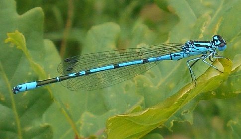 ‘Wat groeit of leeft daar in Nieuwegein’