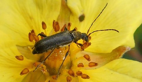 ‘Wat groeit of leeft daar in Nieuwegein’