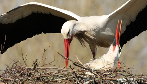 Deel 3 ‘Ooievaar in Galecop weer terug op zijn nest’