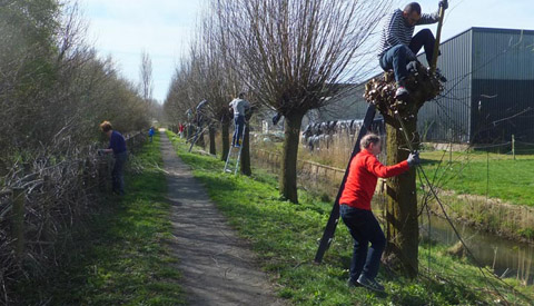 Snoeigroep Galecop snoeit bomen in de wijk