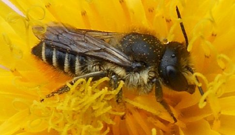 ‘Wat groeit of leeft daar in Nieuwegein’