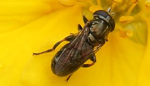 ‘Wat groeit of leeft daar in Nieuwegein’