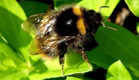 ‘Wat groeit of leeft daar in Nieuwegein’