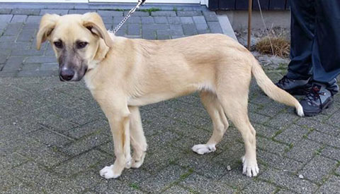 Politie zoekt getuigen van vastbinden hond