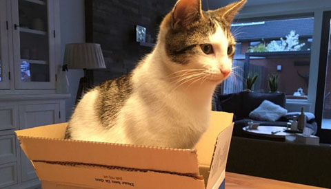 Kat Yuki vermist in Galecop