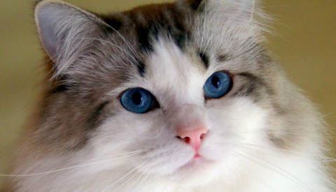 Vermiste en gevonden dieren week 33