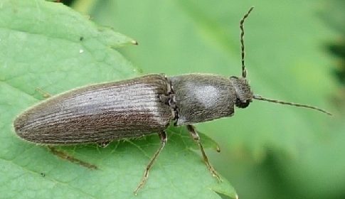 ‘Wat groeit of leeft daar in Nieuwegein’