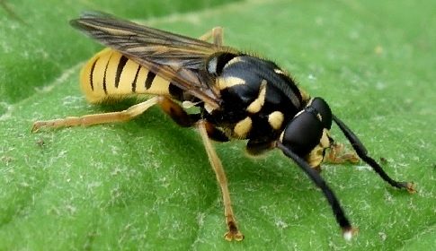 ‘Wat groeit of leeft daar in Nieuwegein’