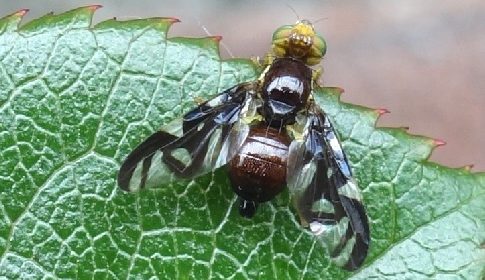 ‘Wat groeit of leeft daar in Nieuwegein’