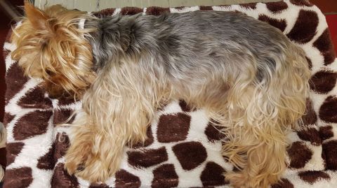 Geschrokken dader doodgetrapte hondje meldt zich: ‘Was nooit mijn bedoeling geweest’