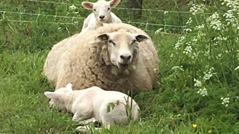 Tip leidt naar verdwenen moederschaap en lammetjes