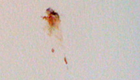 Column Willeke Stadtman: ‘Mug’