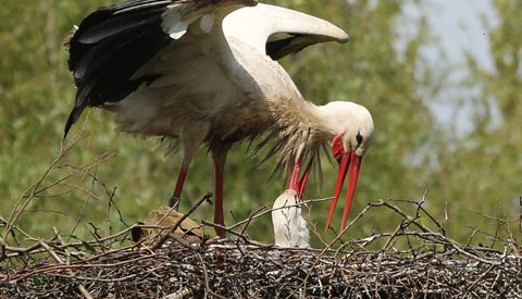Deel 4 ‘Ooievaar in Galecop weer terug op zijn nest, jonkie gesignaleerd’