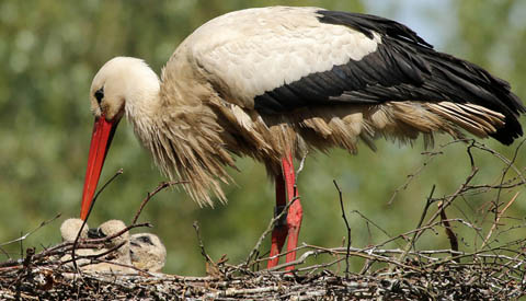Deel 5 ‘Ooievaarsnest in Galecop telt niet één maar drie jongen’