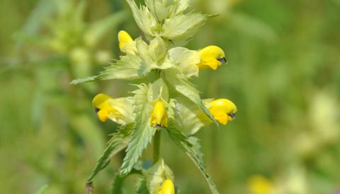 IVN – Excursie park Bloeyendael